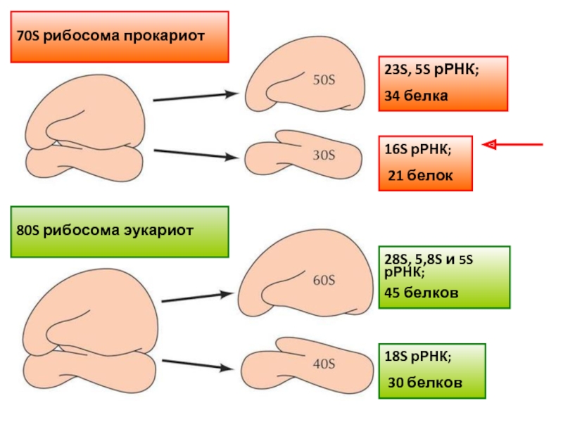 Что значит 70. Рибосомы 70s типа. 70s и 80s рибосомы. Мелкие рибосомы 70 s. Рибосомы 70s и 80s что это значит.