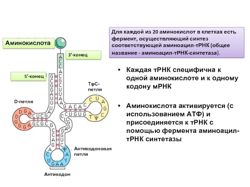 Синтез аминоацил-ТРНК. ТРНК В биосинтезе белка. Антикодон ветви ТРНК дрожжей.