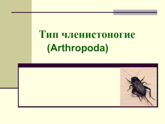 Тип членистоногие (arthropoda)