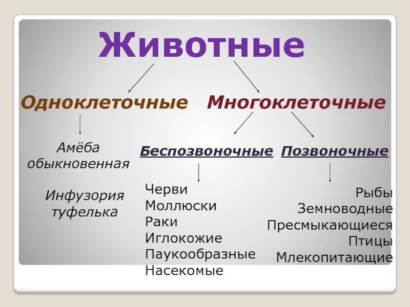 Классы многоклеточных животных. Одноклеточные и многоклеточные животные. Одноклеточные многоклеточные беспозвоночные позвоночные. Одноклеточные и многоклеточные животные 3 класс. Животные одноклеточные и многоклеточные беспозвоночные.