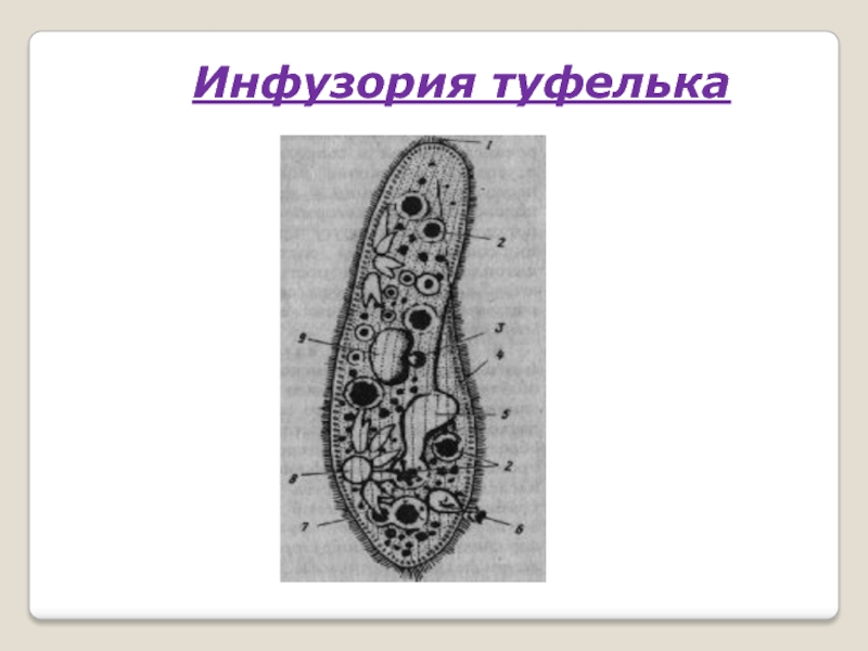 Рисунок инфузории туфельки с подписями. Инфузория туфелька размер. Модель инфузории туфельки. Органы инфузории туфельки. Инфузория в туфельках.