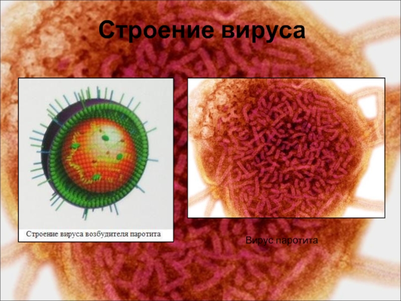 Вирус паротита фото