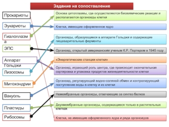 Прокариоты