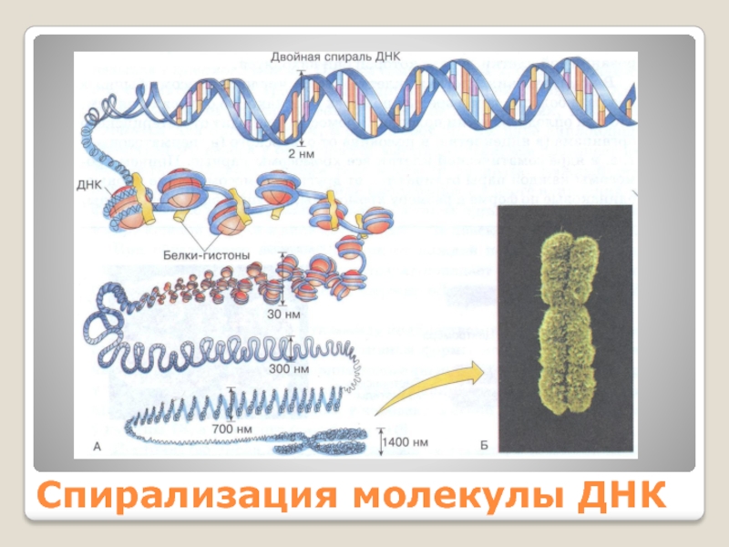 Стадии спирализации хромосом. Спирализация хромосом. Спирализации ДНК. Белки гистоны у прокариот. Спирадизация хромотина.