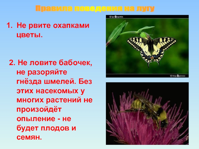 Памятка луг. Правила поведения на лугу. Обитатели Луга 2 класс. Насекомые Луга 2 класс окружающий мир. Правила поведения человека на лугу.