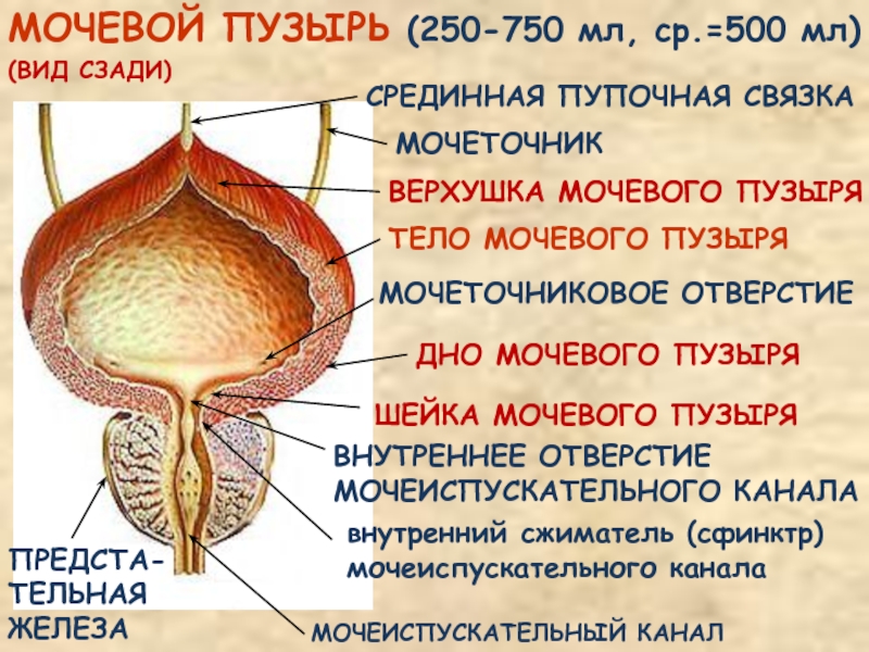 Схема мочевого пузыря у женщин