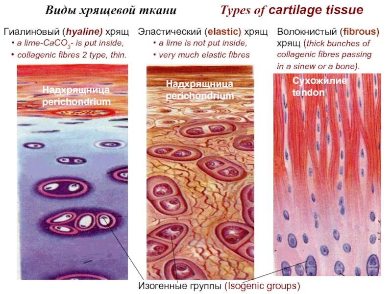 Хрящевая ткань. Хрящевая ткань гиалиновый хрящ эластический хрящ волокнистый хрящ. Гиалиновый эластический и волокнистый хрящ. Эластический и гиалиновый волокнистый хрящ гистология. Гиалиновый эластичный волокнистый хрящ.