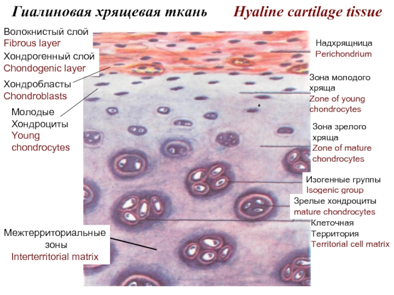 Хрящевая ткань рисунок