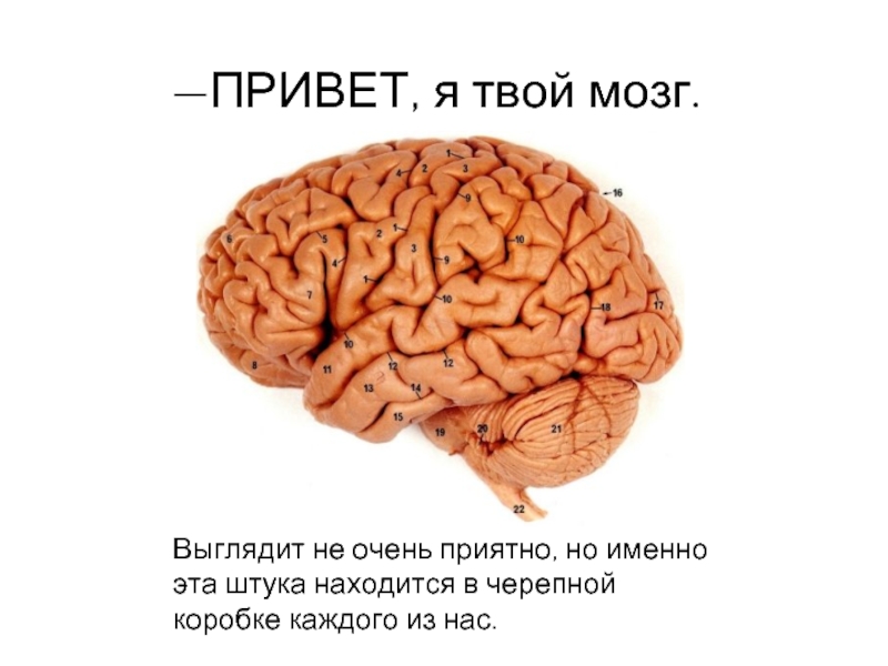 Почему мозг хуже. На это твое мозг. Мозг Егора.