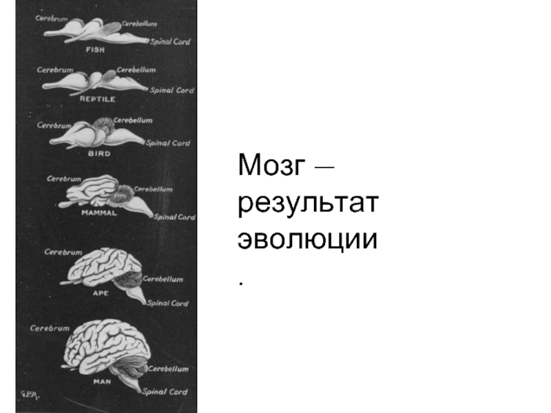 Мозга результаты. Эволюция мозга от рыб до человека. Фитнес для мозга рыба собранная схема.