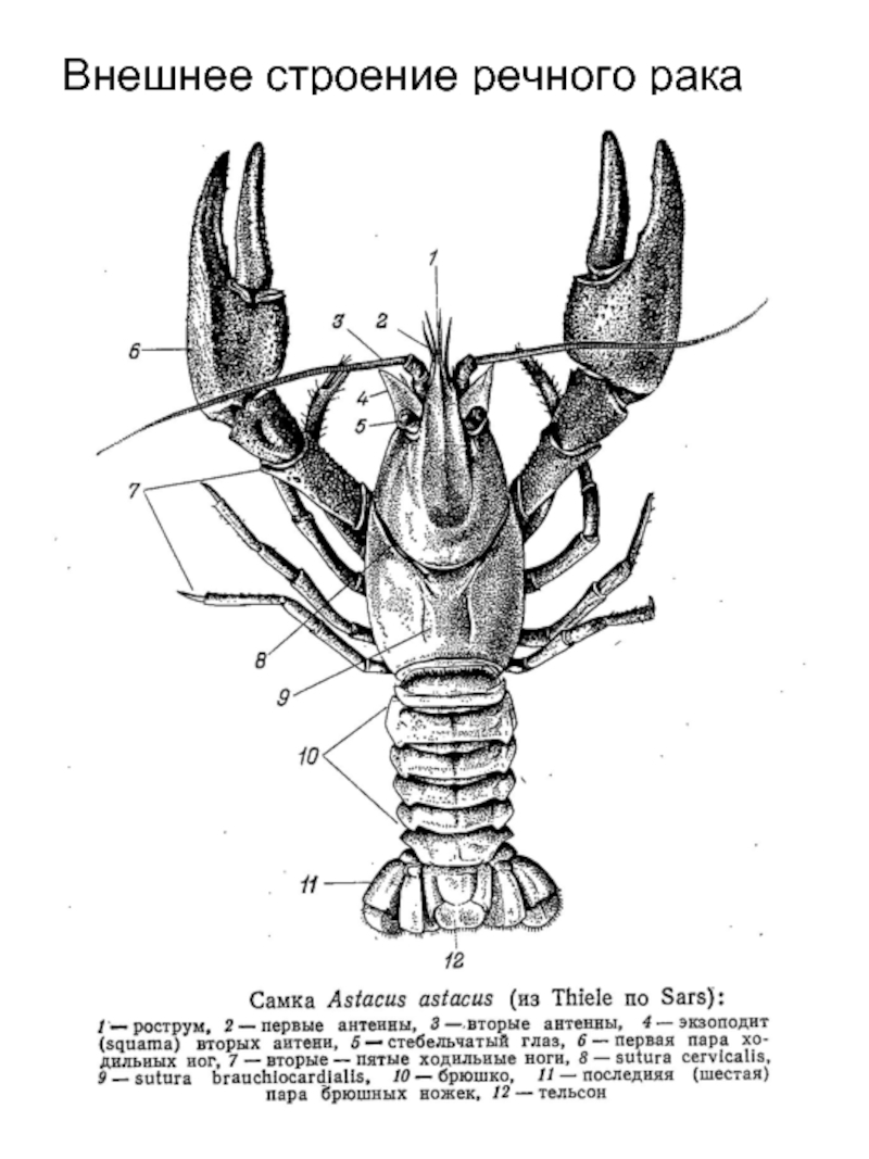 Строение рака речного схема