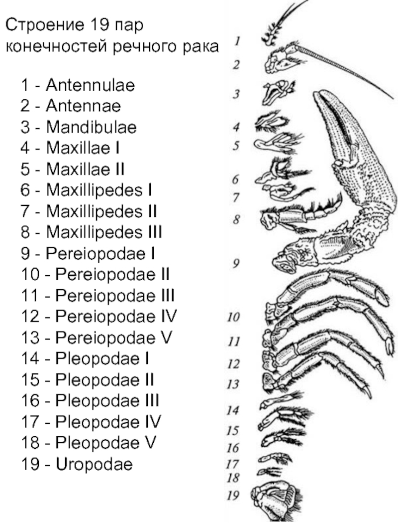 Конечности речного рака рисунок