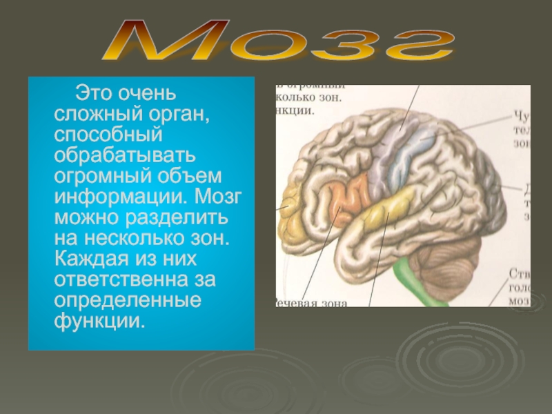 Информация о мозге