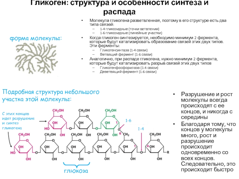 Особенности строения структуры. Строение гликогена биохимия. Структура молекулы гликогена. Строение гликогена формула. Структурная формула особенности строения молекулы гликогена.