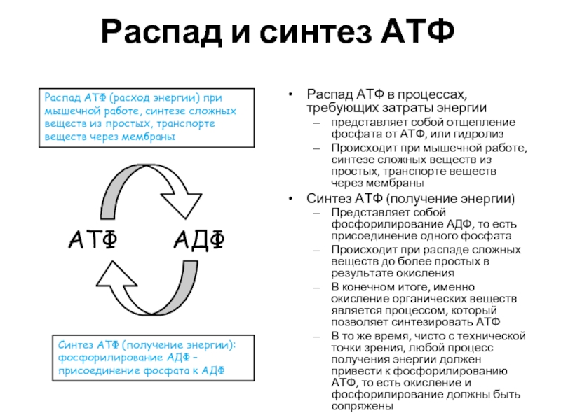 Синтез атф фото