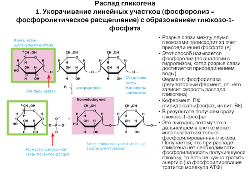 Фосфоролиз мальтозы схема