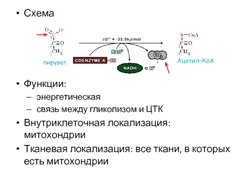 Схема гликолиза биохимия