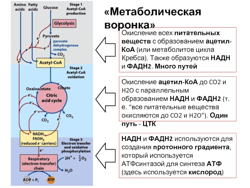 Также образоваться. НАДН И фадн2. Окисление фадн2. Окисление НАДН. Метаболизм ацетил КОА.