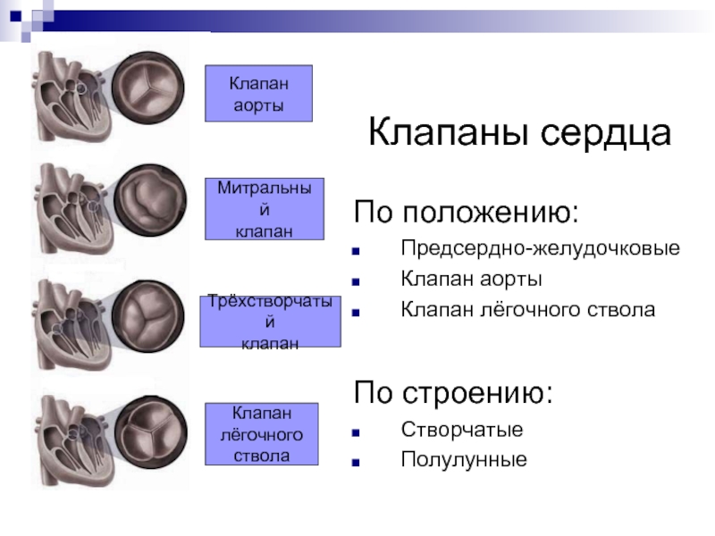 Полулунные клапаны сердца находятся между