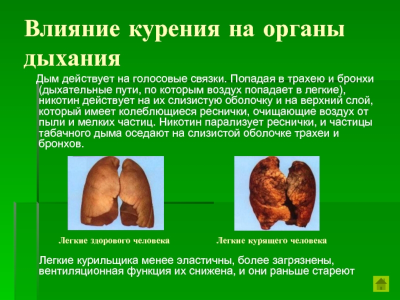 Реферат Влияние Курения На Организм Человека