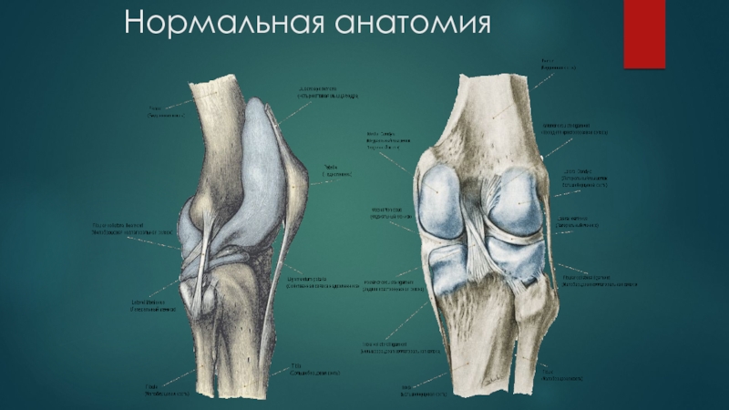 Большеберцовый сустав