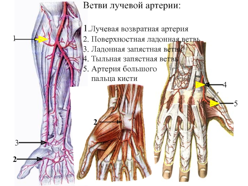 Поверхностная ладонная дуга схема