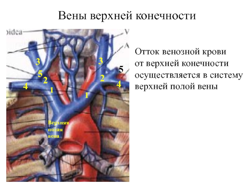 Верхней полой вены. Верхняя полая Вена венозные углы. Верхняя полая Вена области оттока крови. Верхняя полая Вена пути венозного оттока. Венозный отток от верхней конечности.