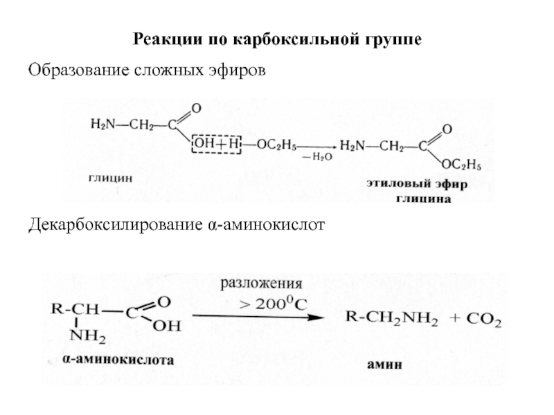 Аминокислоты аминогруппа карбоксильная группа. Реакция образования сложных эфиров аминокислот. Реакции протекающие по карбоксильной группе. Реакция декарбоксилирования алканов. Реакции по Амино-группам группе аминокислот.