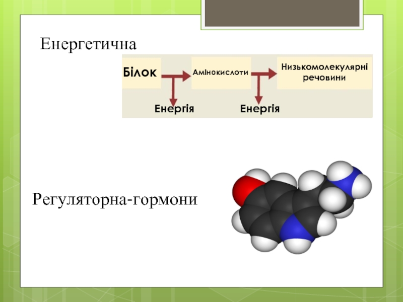 ЕнергетичнаЕнергіяЕнергіяБілокАмінокислотиНизькомолекулярні речовиниРегуляторна-гормони