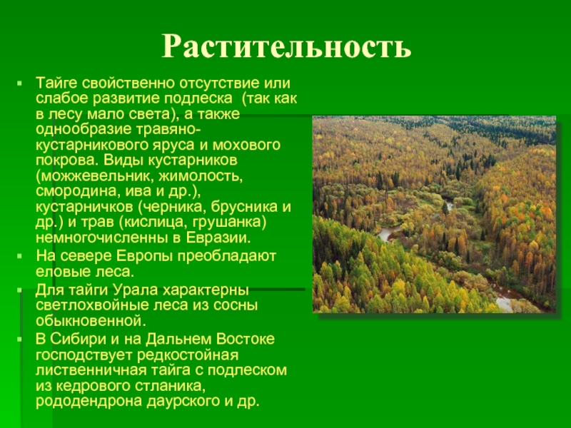 Растительный покров тайги отличается малым видовым разнообразием. Тайга презентация. Тайга природная зона. Презентация Тайга России. Растительность тайги.