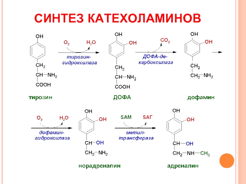 Адреналин образуется. Синтез катехоламинов биохимия из тирозина. Схема синтеза катехоламинов. Реакции синтеза катехоламинов. Обратный захват катехоламинов.