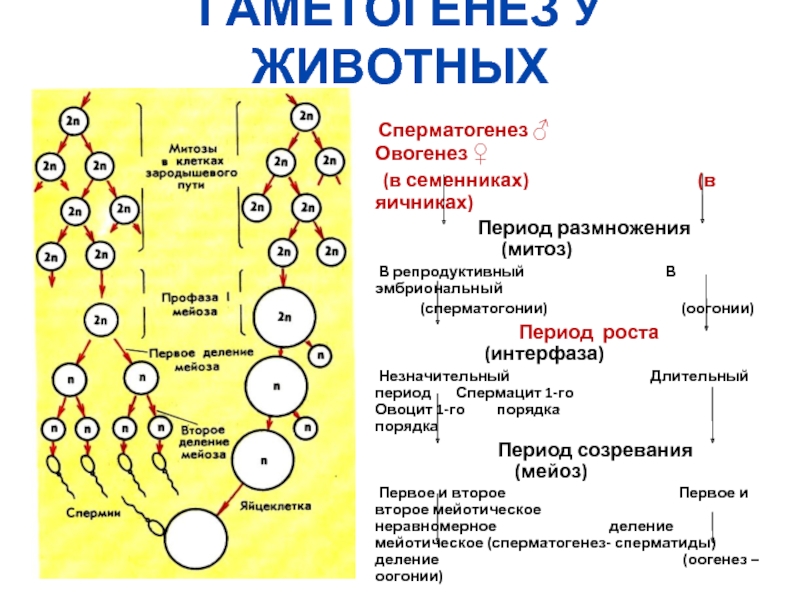 Гаметогенез период роста