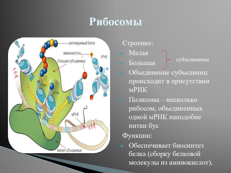 Малое строение. Строение субъединиц рибосом. Функция малой субъединицы рибосомы. Большая и малая субъединицы рибосом. Функции субъединиц рибосом.