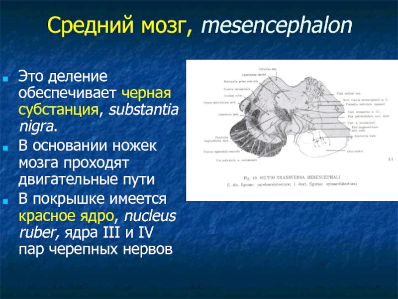 Средний мозг. Средний мозг проводящие пути. Двигательные ядра среднего мозга.