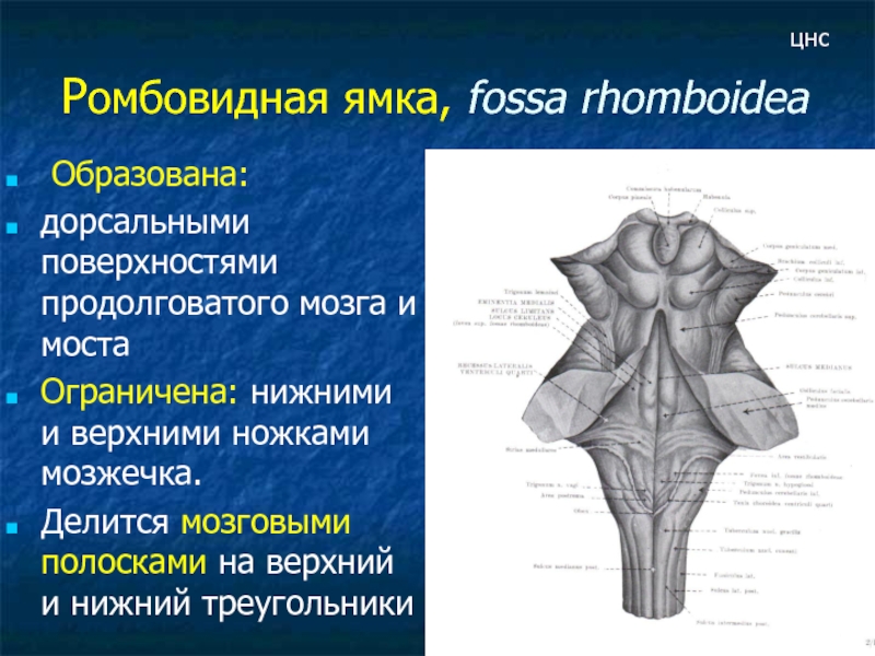 Дорсальная поверхность мозга. Ромбовидная ямка (Fossa rhomboidea). Образования дорсальной поверхности продолговатого мозга. Перешеек ромбовидного мозга анатомия. Перешеек ромбовидного мозга функции.