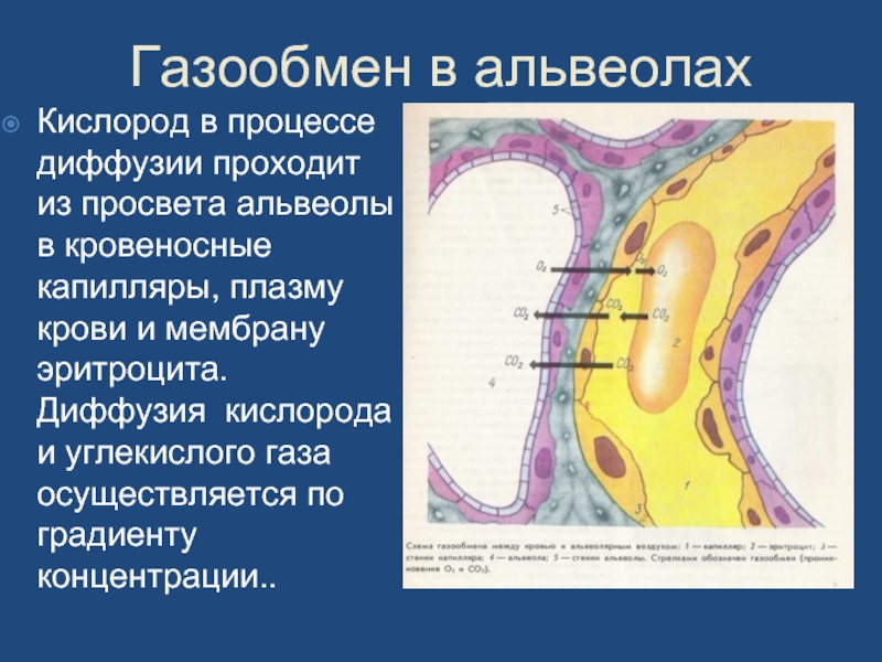 Последовательность этапов движения кислорода. Диффузия кислорода из альвеол в кровь. Газообмен в альвеолах. Диффузия кислорода и углекислого газа через аэрогематический барьер. Диффузия кислорода в капилляры альвеол.