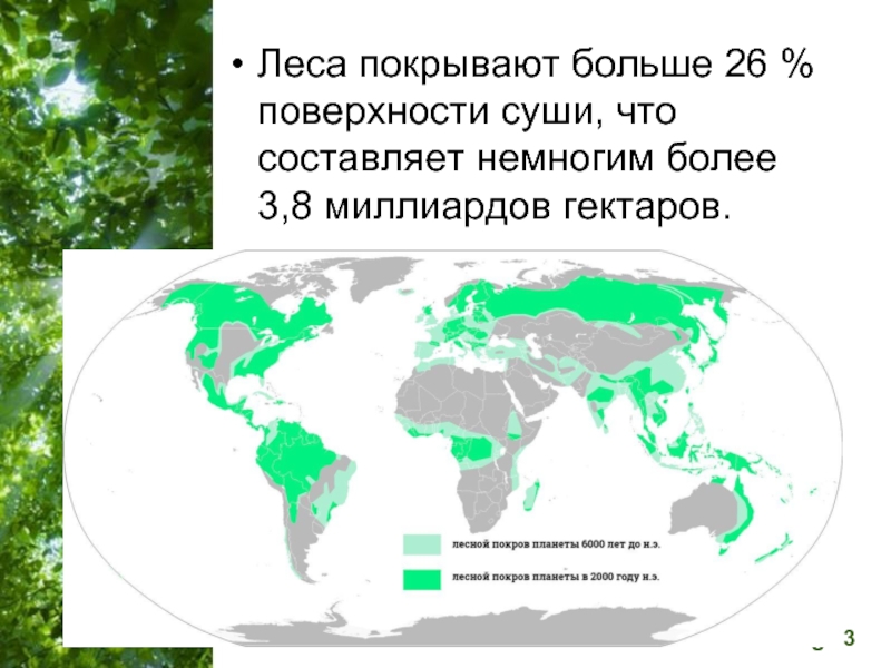 Какой процент территории занято лесами