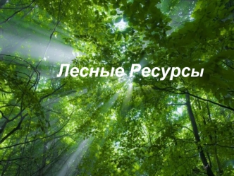 Лесные ресурсы