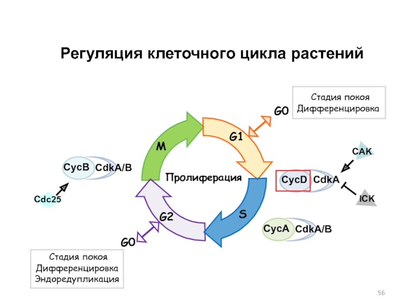 Клеточный цикл схема описание