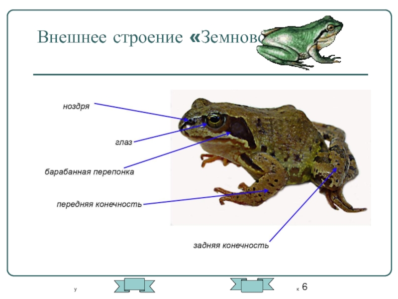 Особенности земноводных лягушка