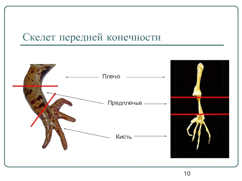 Скелет передних конечностей лягушки. Строение задней конечности лягушки. Строение конечностей земноводных. Скелет пояса задней конечности земноводных. Строение задних конечностей земноводных.