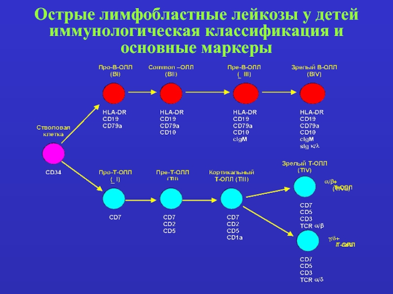 Острые лимфобластные лейкозы тест нмо. Острый лимфобластный лейкоз у детей классификация. Классификация лимфобластных лейкозов. Лабораторная диагностика острого лимфобластного лейкоза. Классификация лимфобластных лейкозов у детей.