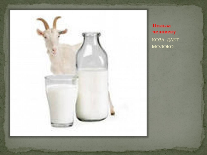 Польза козьего молока для детей. Коза молоко. Молоко от козы. Коза дает молоко. Коза и козье молоко.