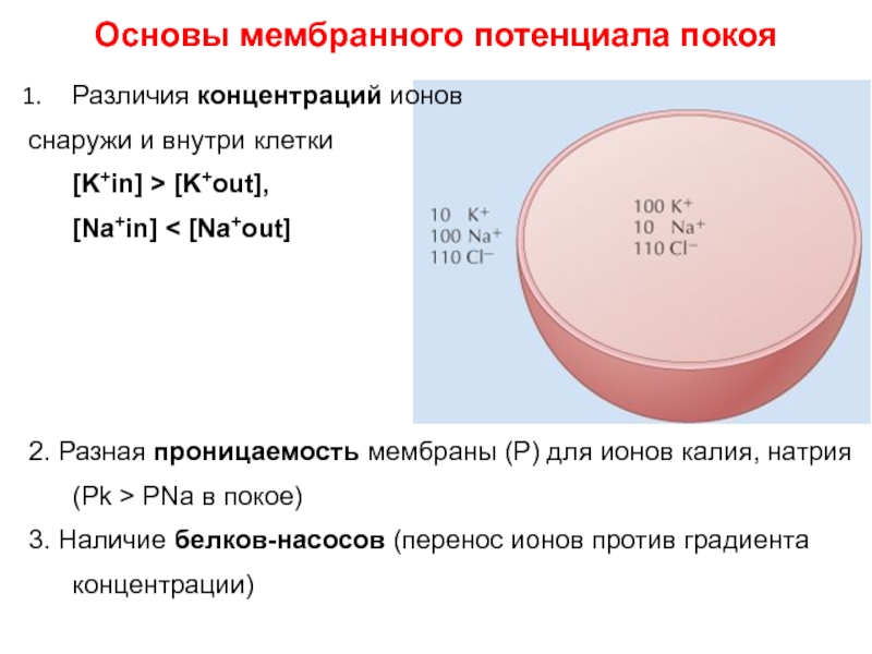Концентрация ионов внутри и вне клетки. Проницаемости мембраны для натрия и калия. Мембранный потенциал клетки.
