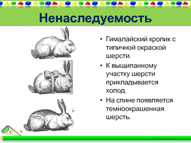 На рисунке изображены горностаевые кролики. Гималайский кролик модификационная изменчивость. Горностаевый кролик модификационная изменчивость. Изменчивость кролик. Изменение окраски шерсти кролика.