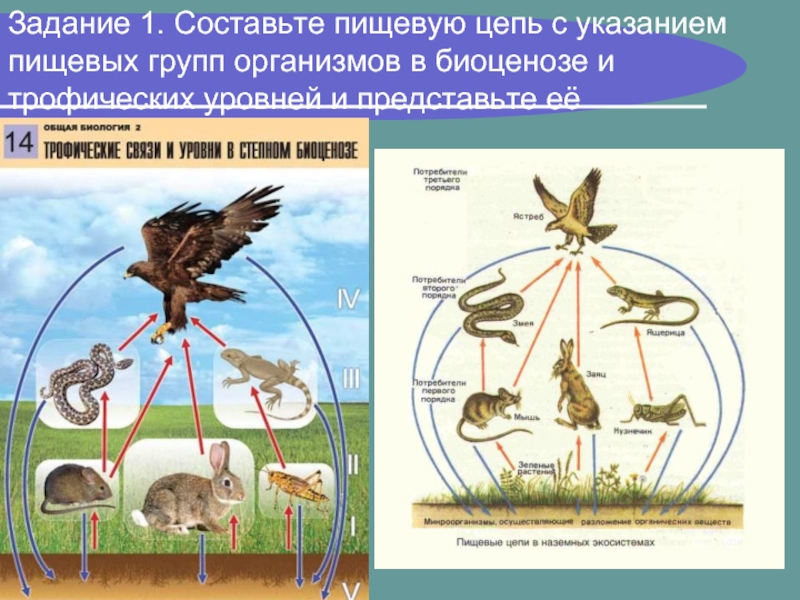 В представленном на рисунке биоценозе консументом 3 порядка является