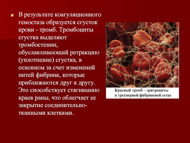 Кровь без тромбов. Тромбоциты свертывание крови. Участвует в свертывании крови.