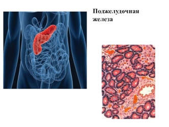 Поджелудочная железа и печень. Гистологическое исследование