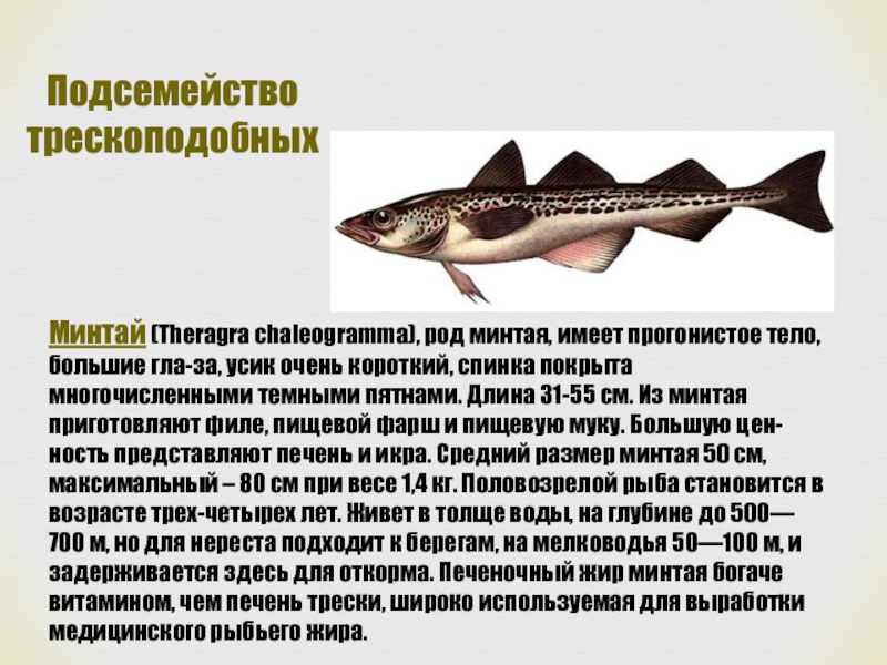 Минтай польза и вред для здоровья. Рыба семейства тресковых морская. Минтай (Theragra chalcogramma). Рыба семейства минтая. Доклад про рыбу минтай.
