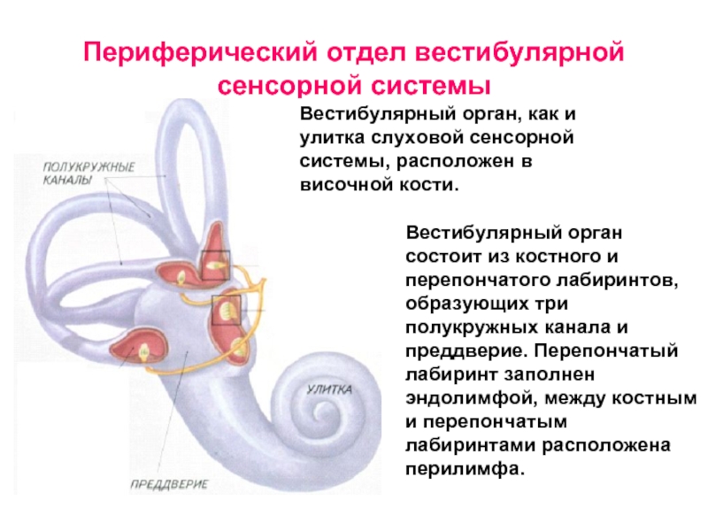 Схема работы вестибулярного аппарата